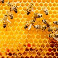 La colmena de la ética Aprendamos de las abejas