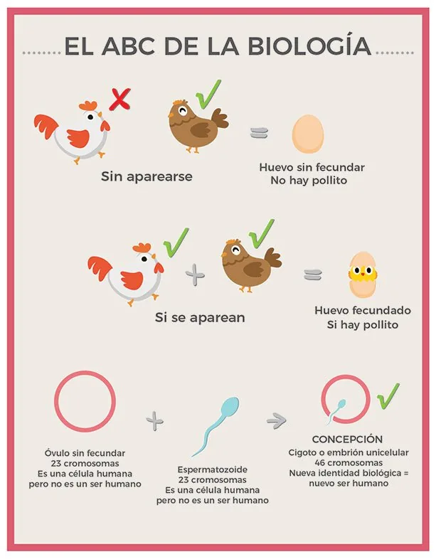 Infografía de Bioética Para Todos